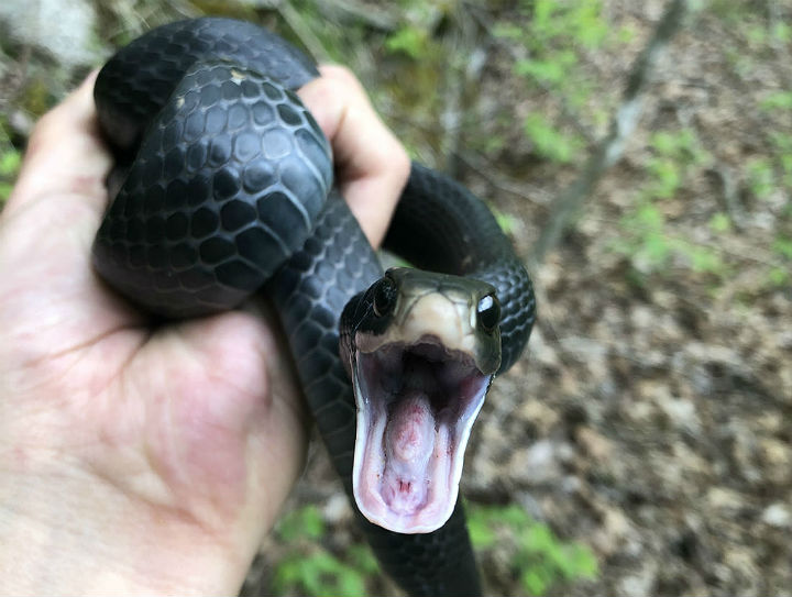 Black Racer